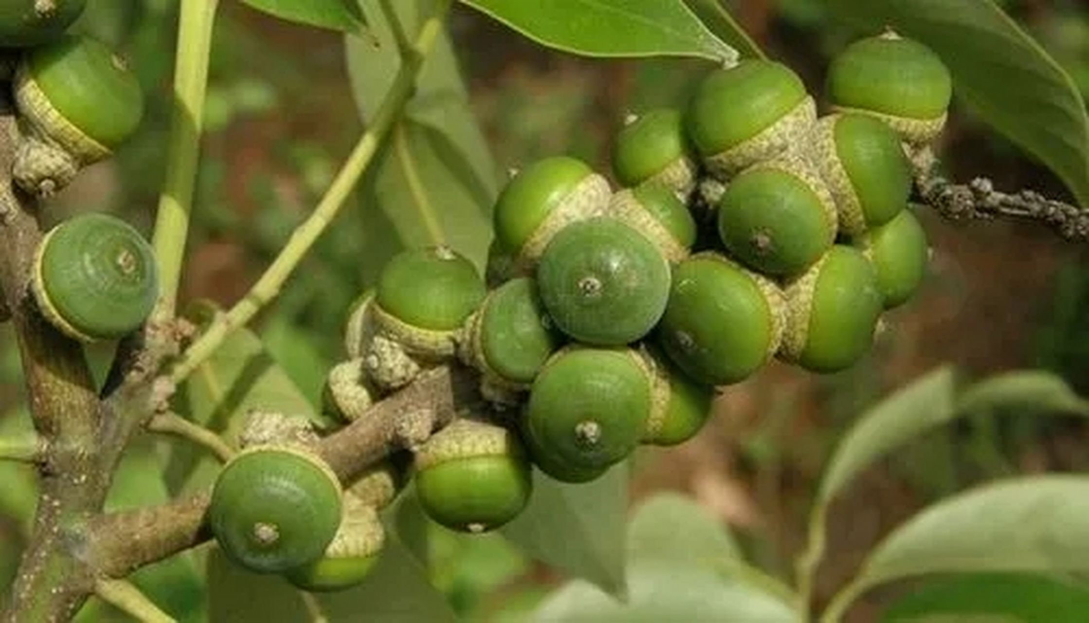 中药木姜叶柯具有清热解毒,消肿止痛的功效,野生资源减少,需人工栽培.