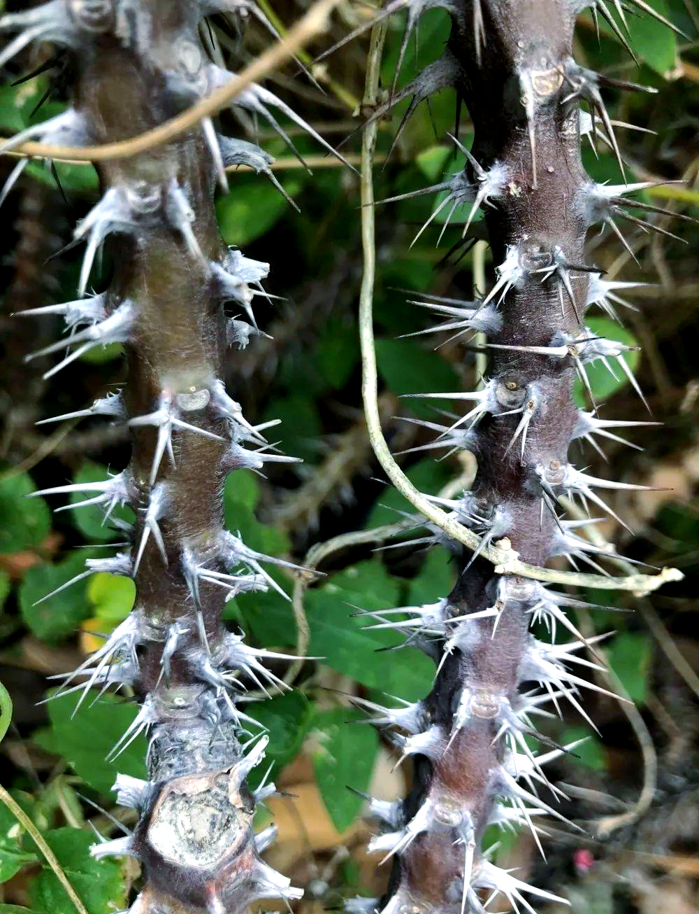 铁海棠:植物界中的独特刺猬花,既美观又药用