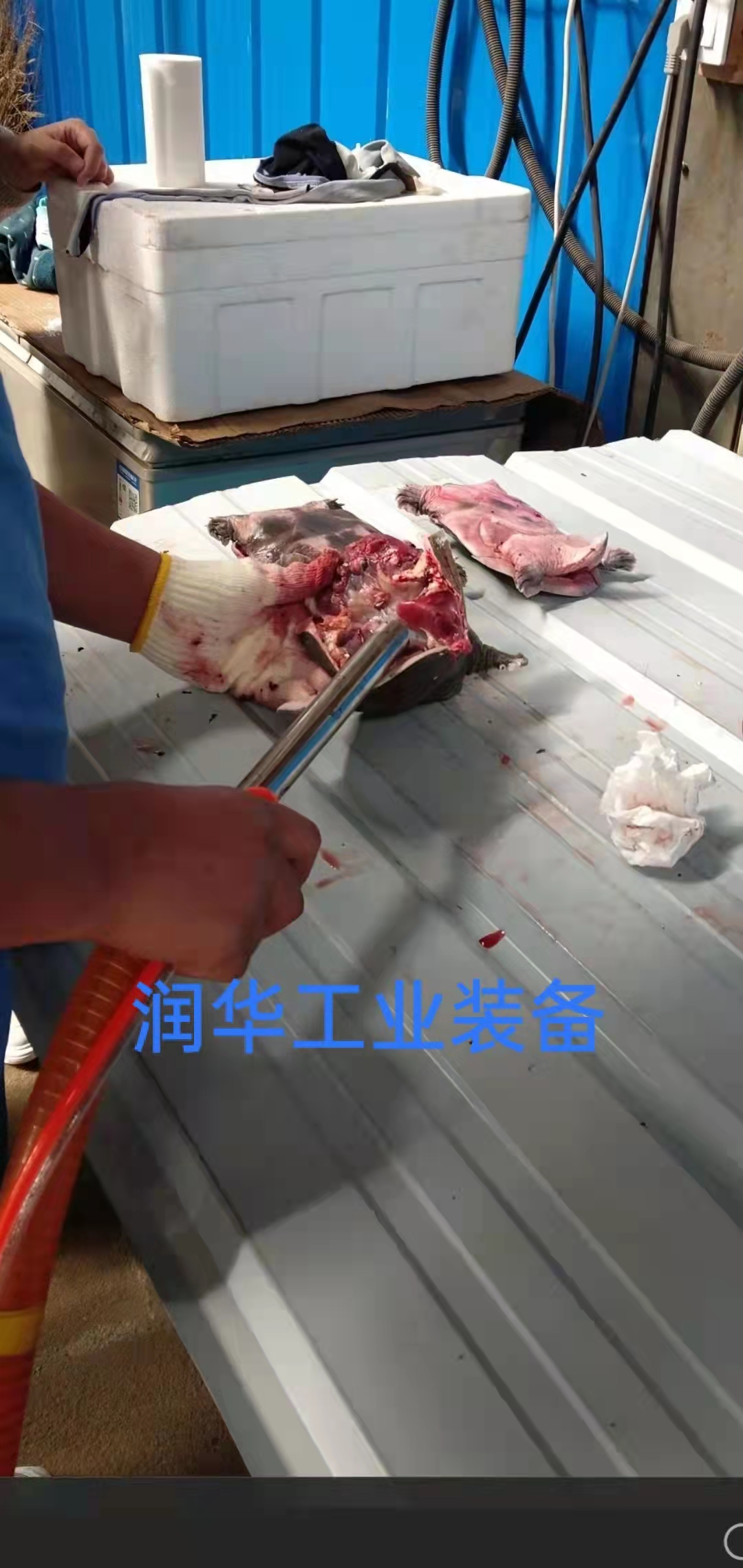 鸡鸭鹅甲鱼 鸽子真空掏肺机 不锈钢吸肺机 全自动真空掏内脏设备