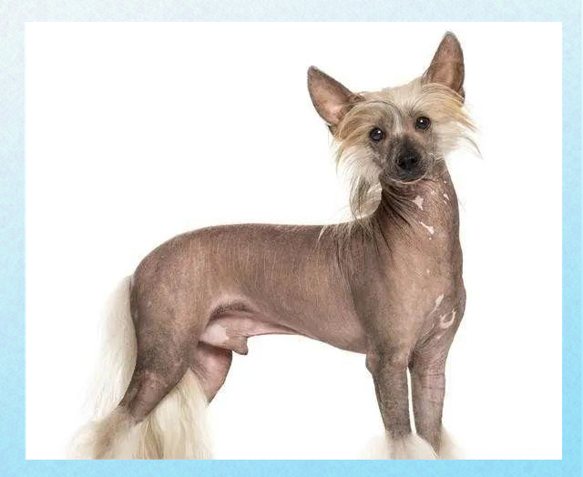 多种适合家养的不掉毛狗狗品种