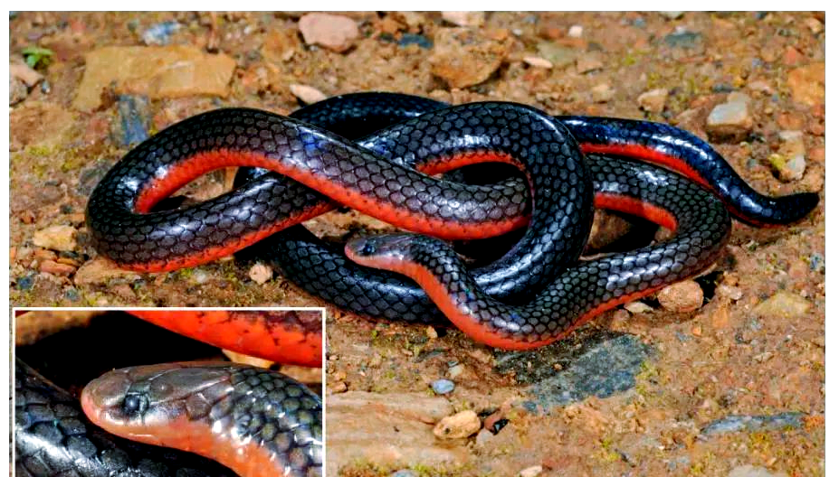 探索蛇类世界:两头蛇属的奥秘与多样性