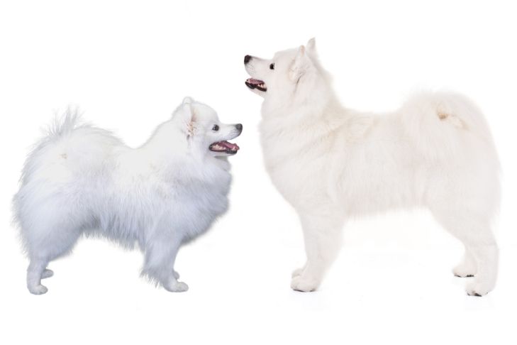 认识两个相似但不同的品种:爱斯基摩犬和萨摩耶犬