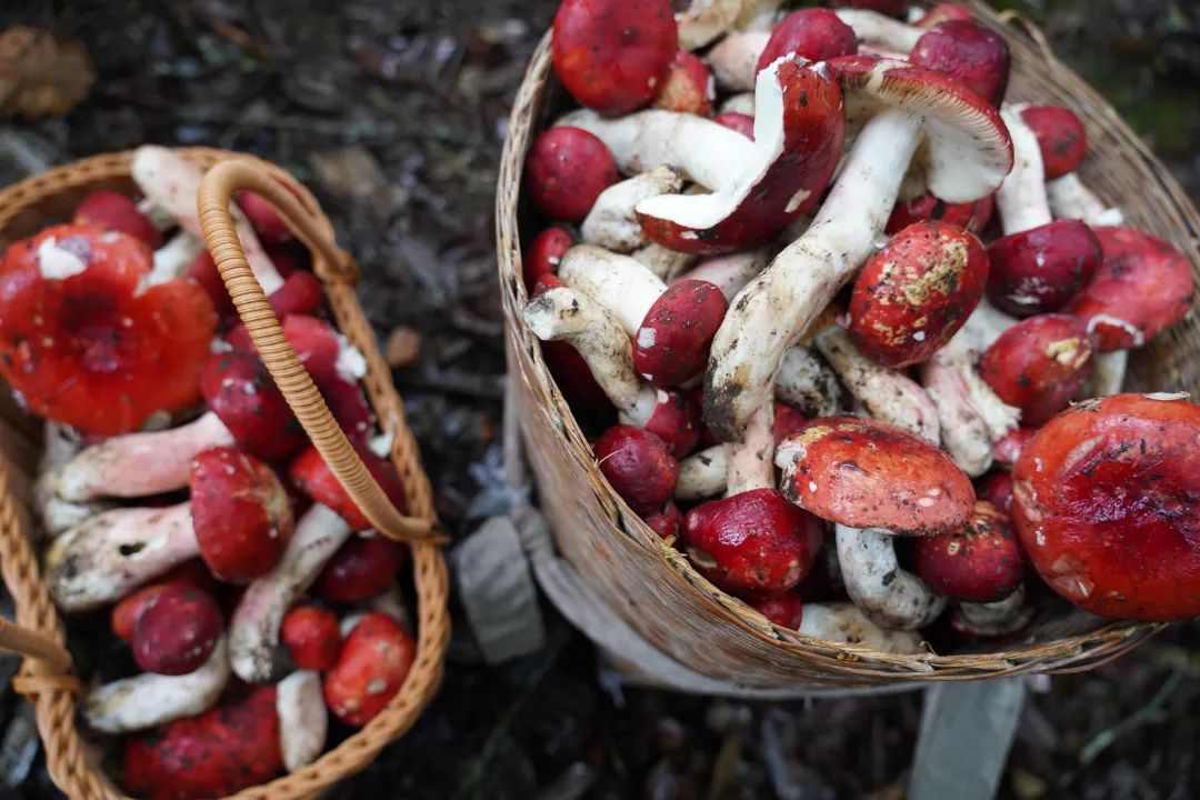 来保山品尝妖艳红菌子,给你视觉和味觉的双重惊艳