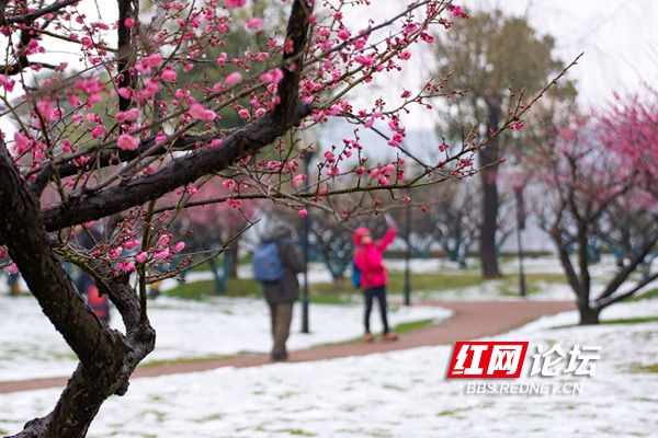 橘子洲头雪景图片