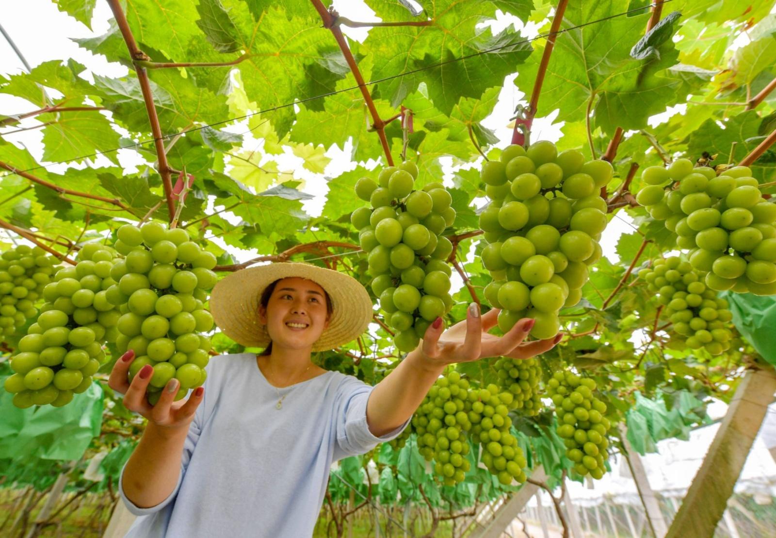 五河县大新镇韩台村葡萄丰收