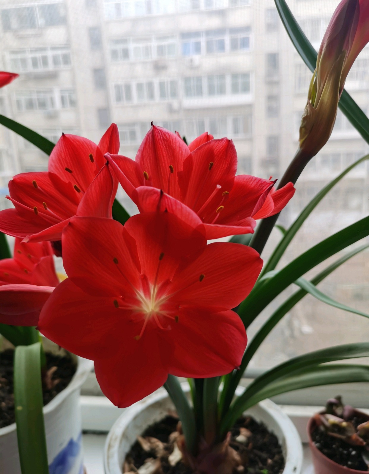 你的阳台还缺花吗?养棵"紫根兰",多季有花看,美丽又好养!