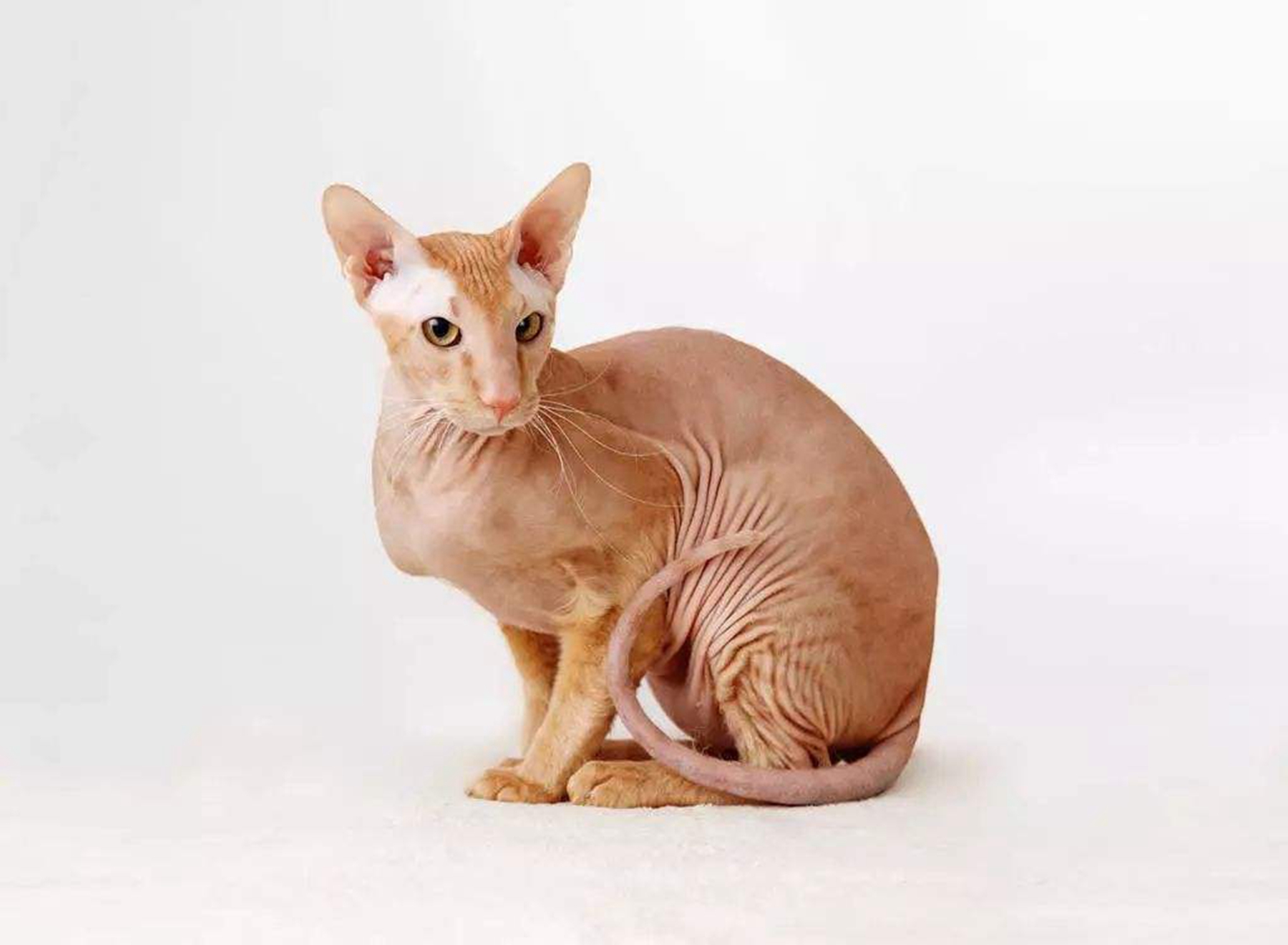 有没有不掉毛的猫,这种猫咪的品种有哪些?