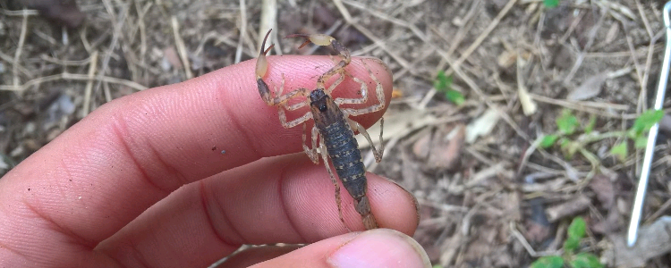 蝎子吃什么东西?