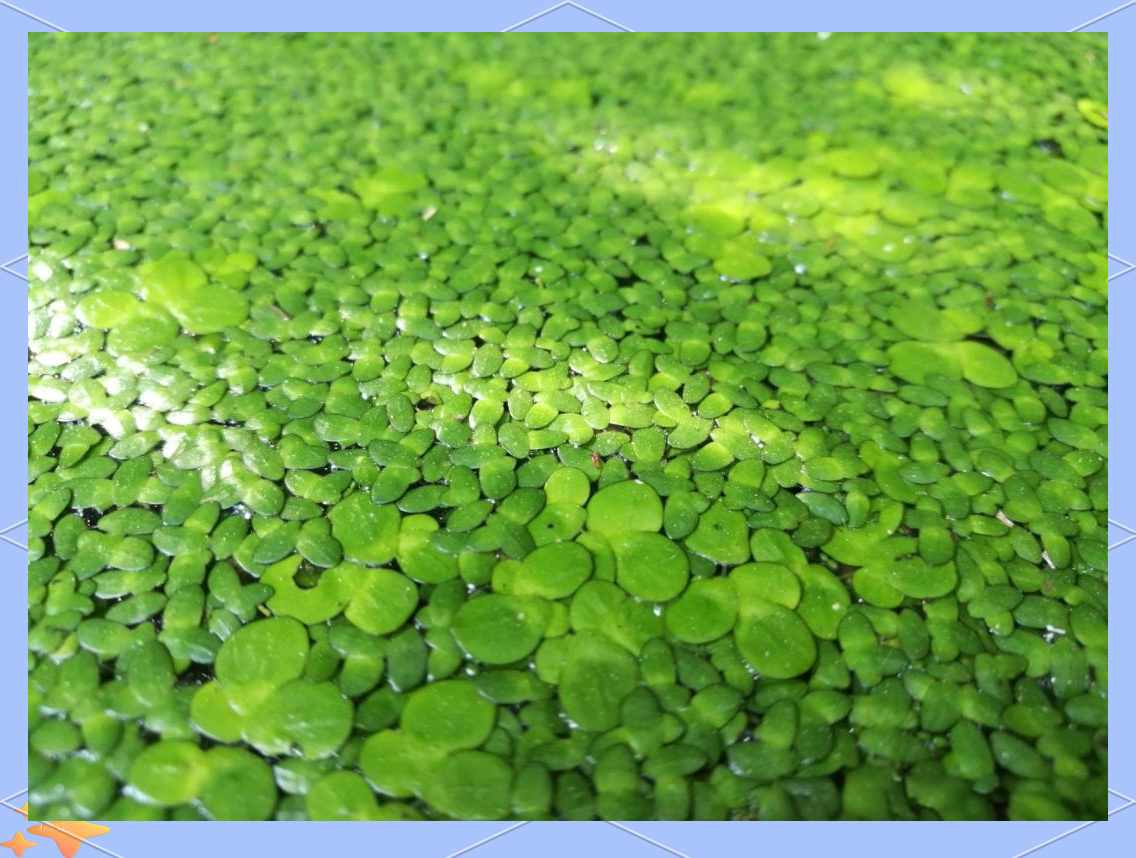 探索浮萍:水中的绿色精灵与中医的宝贵药材