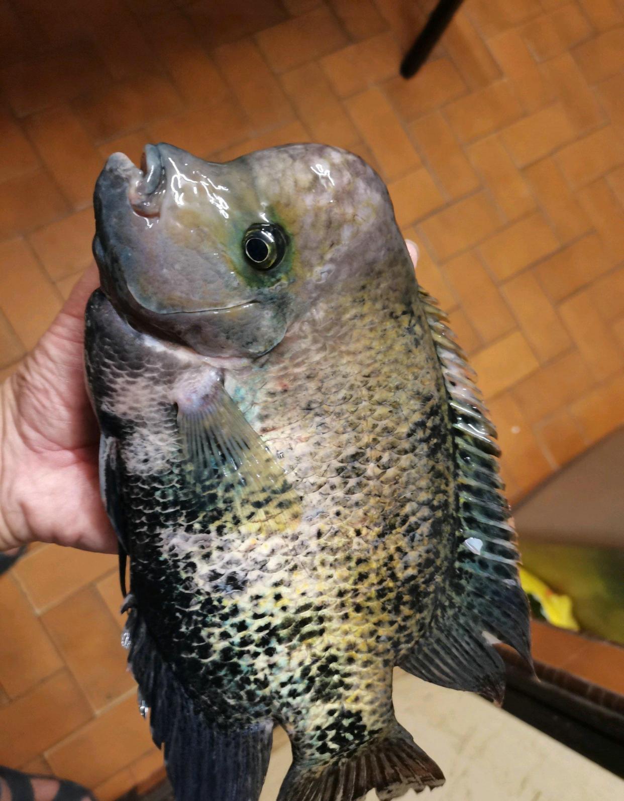 海南河道冲来许多"肿头鱼",钓鱼人:刷新了我对丑的认知