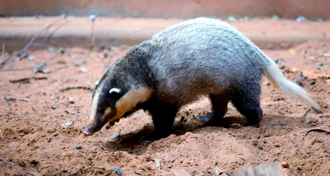 探秘鼬科世界:猪獾与猪的奇妙联系