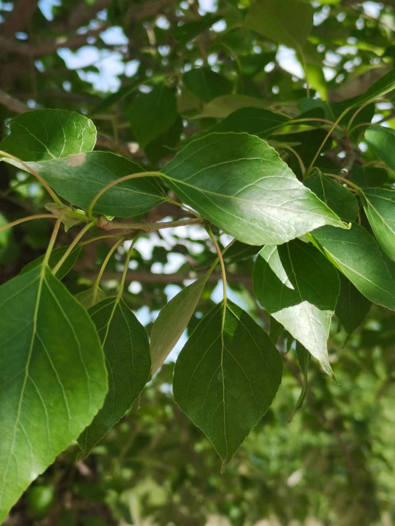 春天的事:端详一棵小叶杨