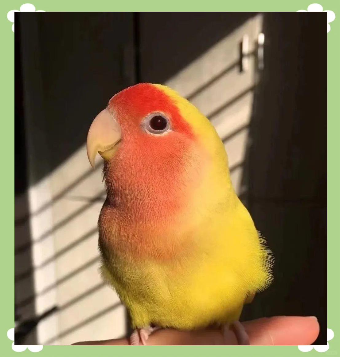 黄桃鹦鹉的羽毛与鲜艳红色交织,美丽无比