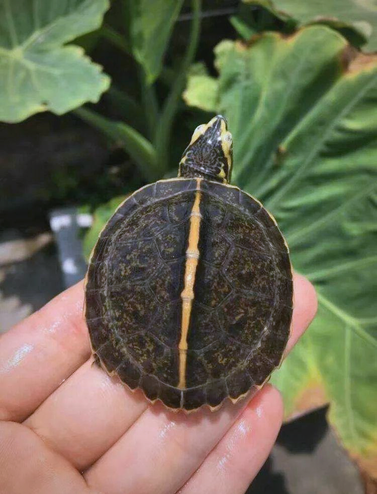 庙龟与亚巨的素食喂养全攻略