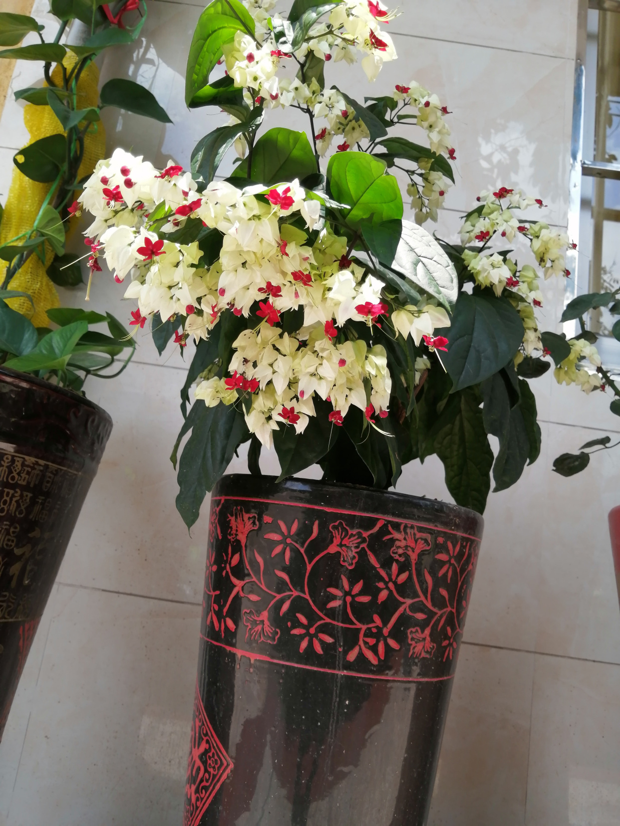 你的阳台还缺花吗?养棵"九龙吐珠"吧,美丽又好养,四季能赏花