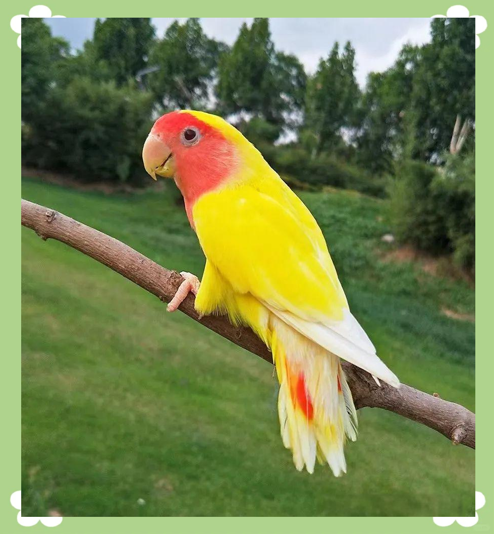 黄桃鹦鹉的羽毛与鲜艳红色交织,美丽无比