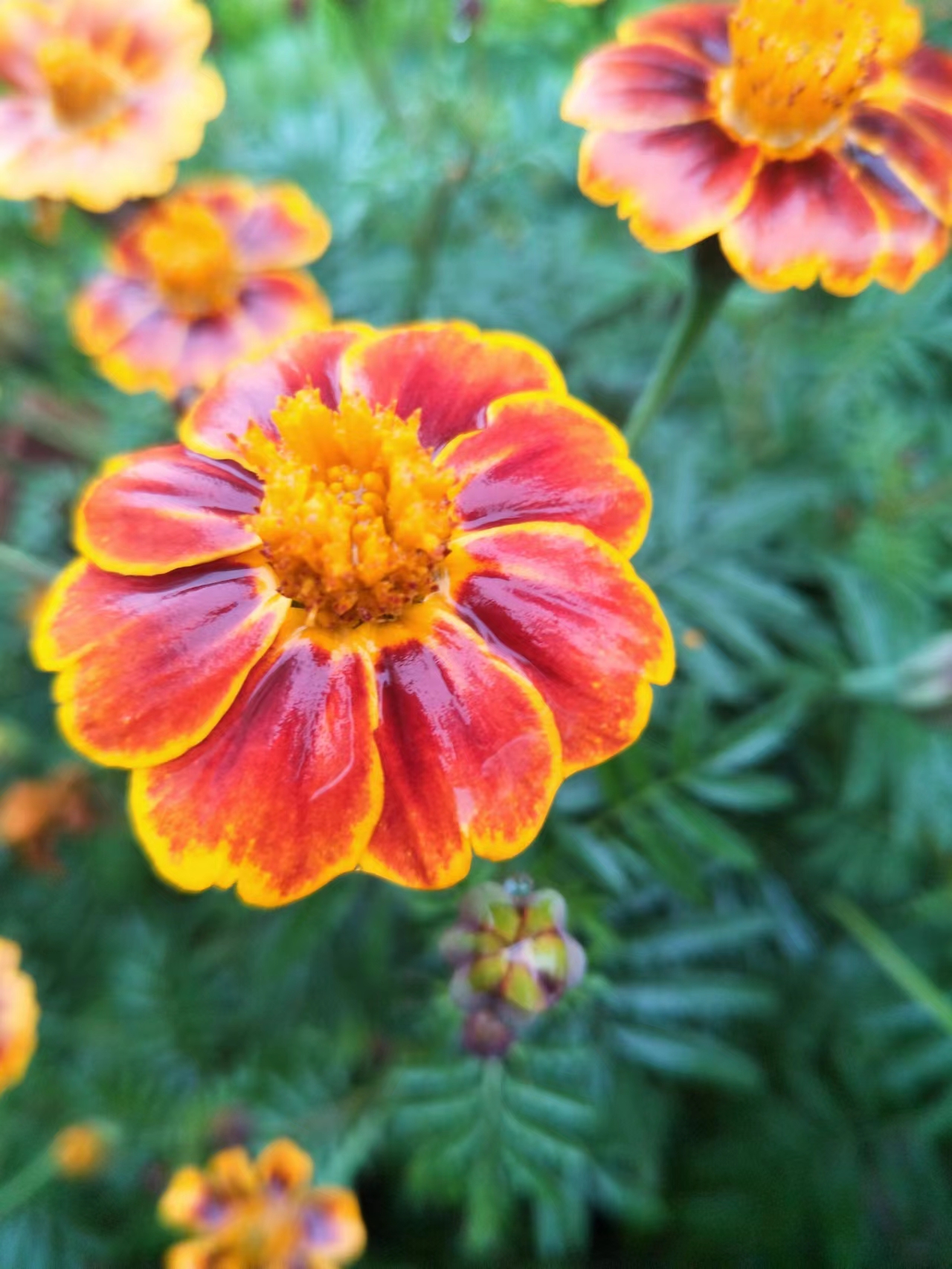 数伏,数着日子享福