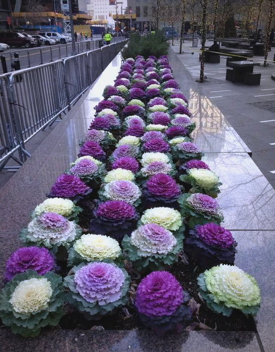 羽衣甘蓝花:多样品种展现美艳风采