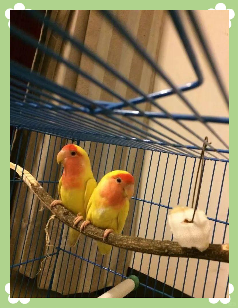 黄桃鹦鹉的羽毛与鲜艳红色交织,美丽无比