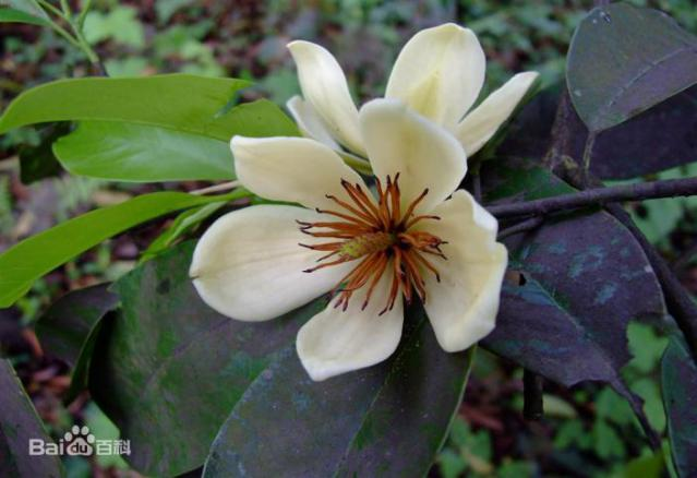 乐昌含笑树开花图片(乐昌含笑树开花图片及价格)