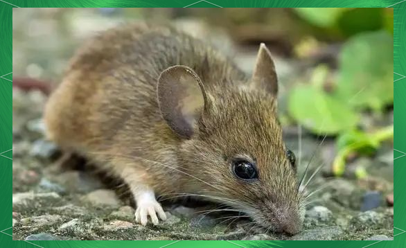家中的不速之客:褐家鼠的防治指南