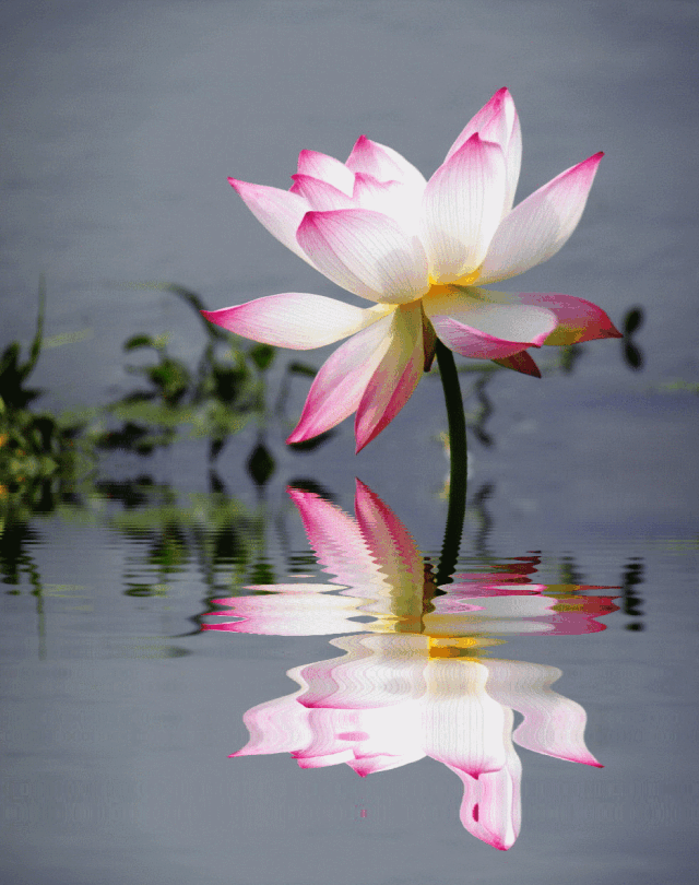 酒中仙品莲花白