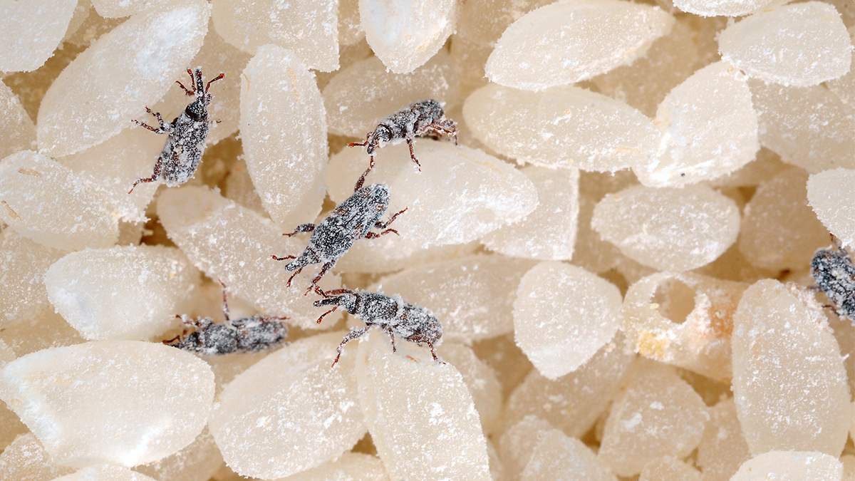 米虫为何会凭空出现,其实你吃的每一碗饭,都可能含有它们的虫卵