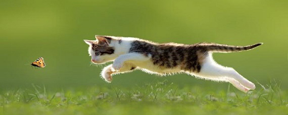 小猫抓蝴蝶的动作有哪些?