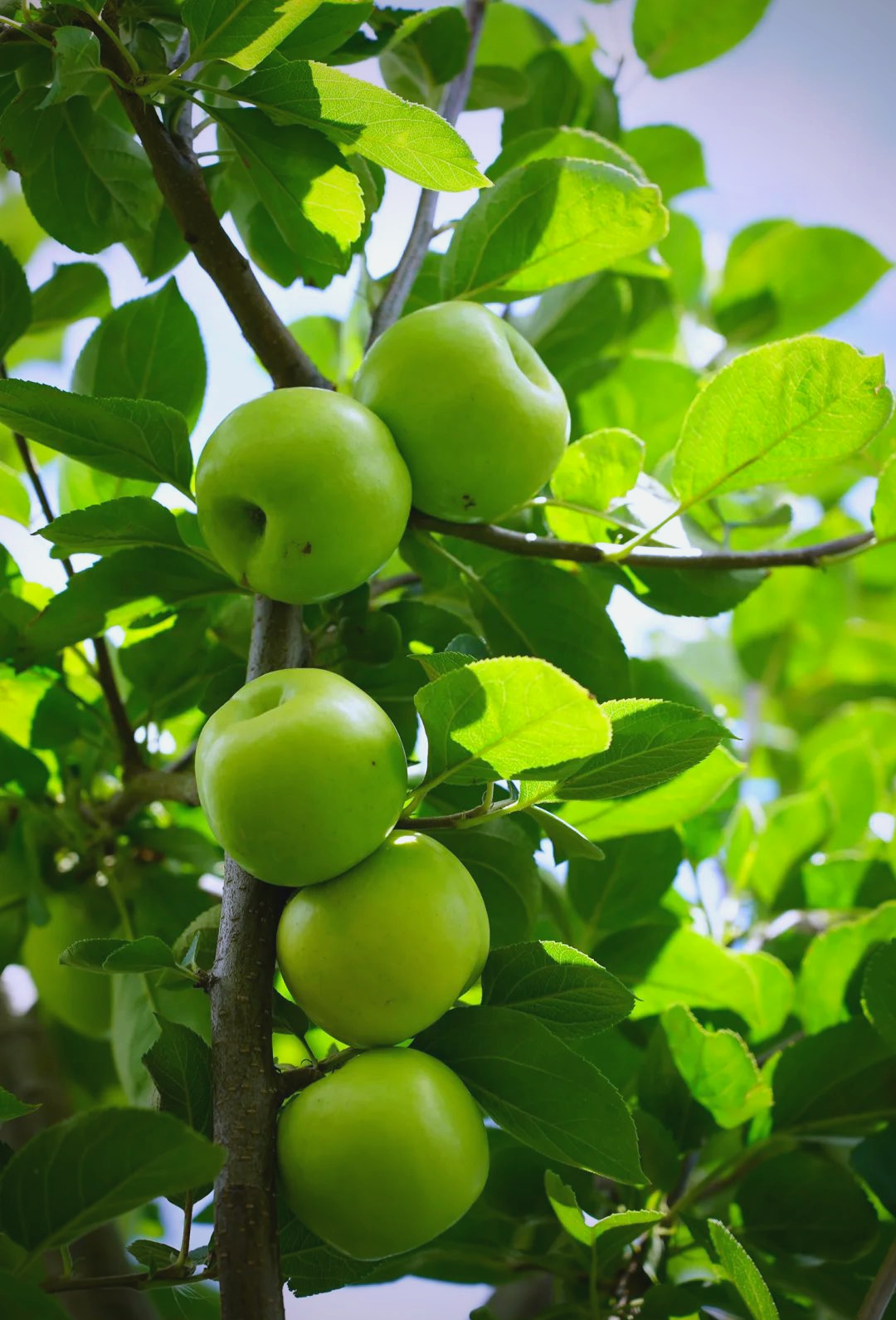 大理小青苹果:高原绿色生态的天然美味