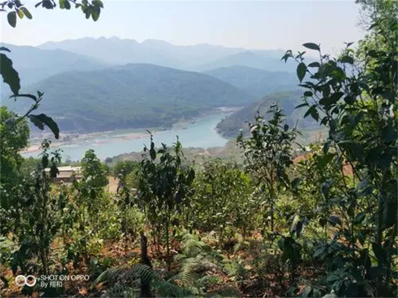 众说纷纭论山头,说说普洱茶山头茶之昔归