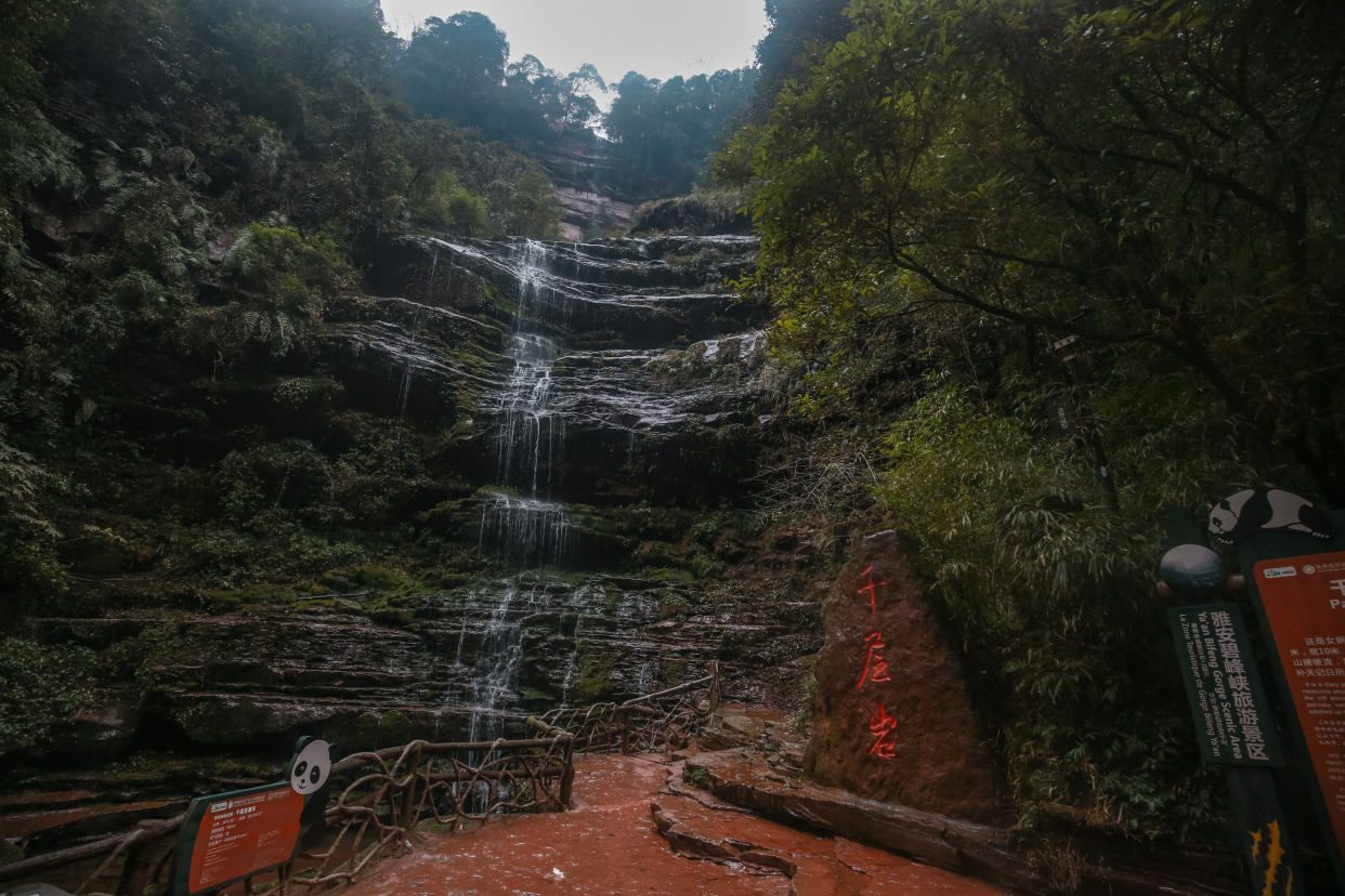 四川雅安碧峰峽及熊貓基地之旅