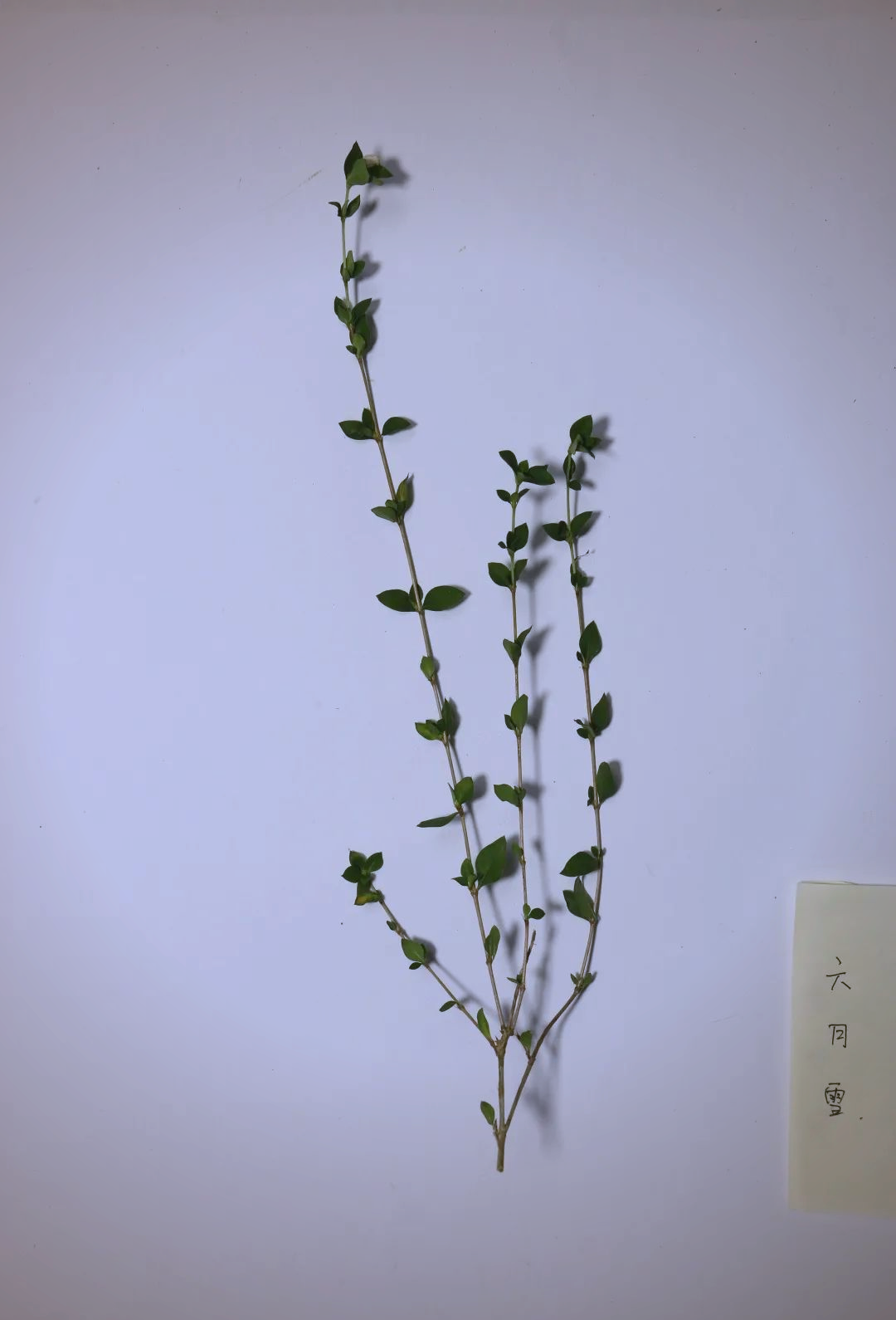 松阳草药人的智慧与端午茶传承