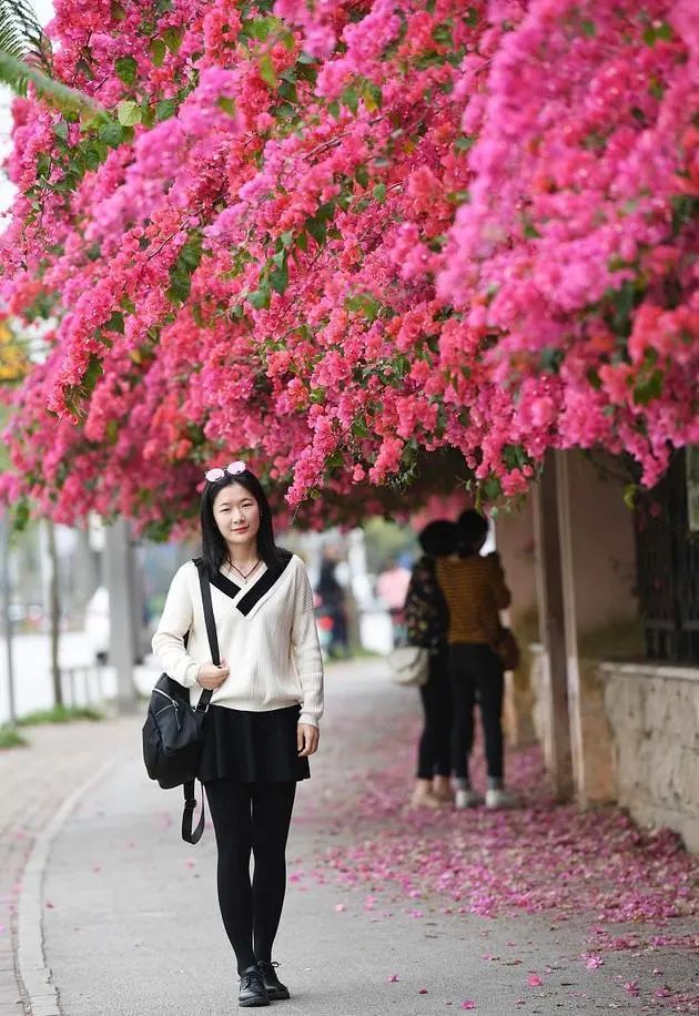 看鲜花图片