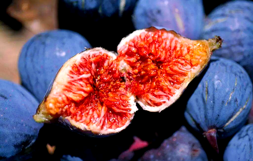 无花果与榕小蜂共生的奇妙世界揭秘