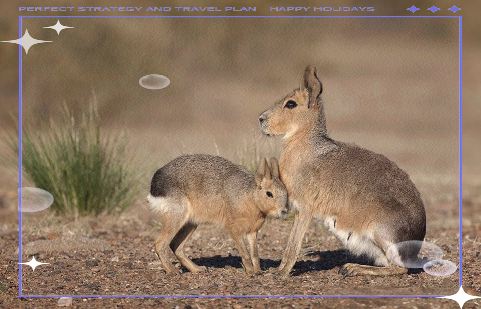 兔豚鼠全面饲养指南:从环境到健康护理