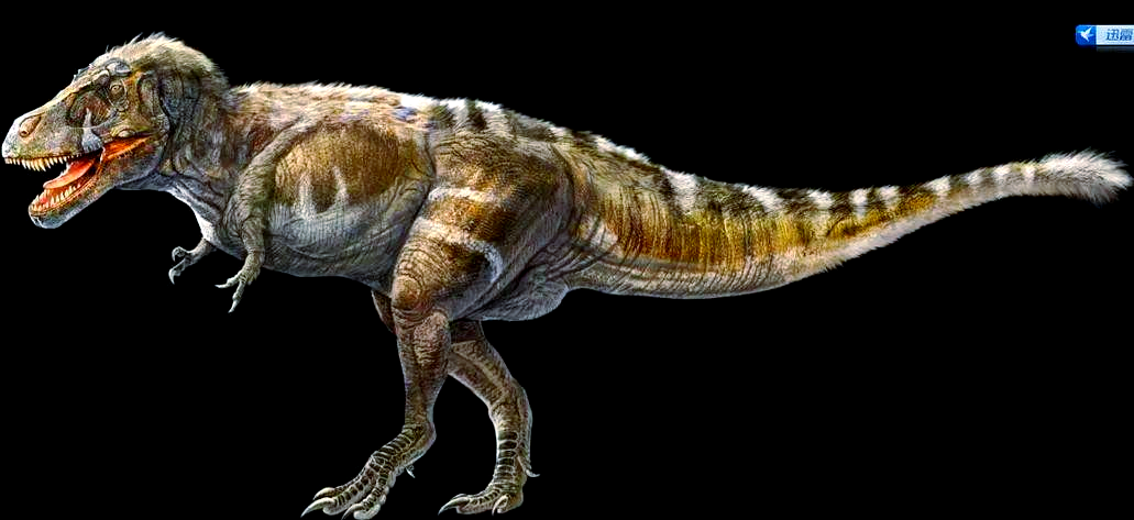 揭秘"华夏龙王":诸城暴龙的震撼实力