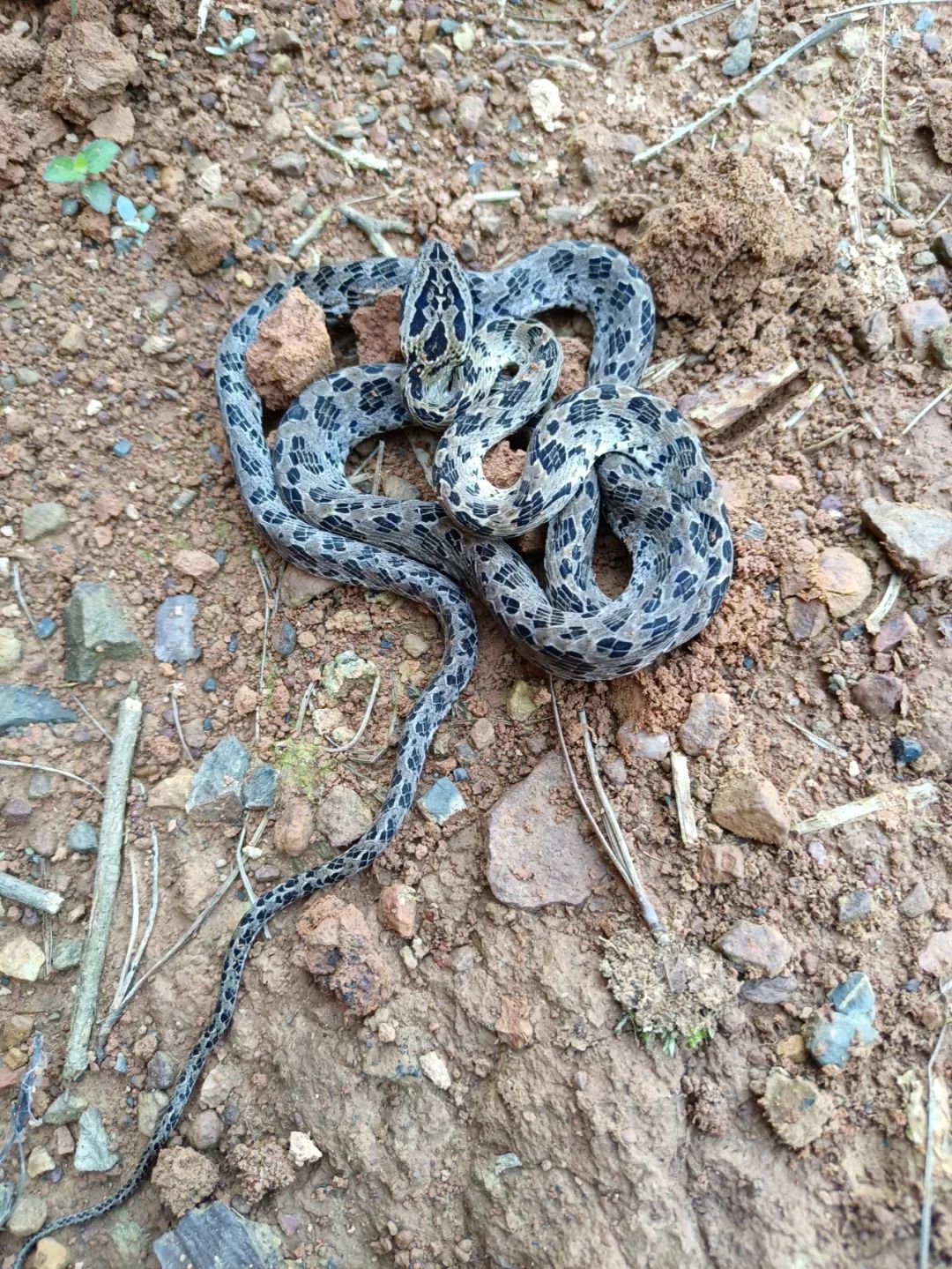 【生物多样性】巍山首次发现繁花林蛇
