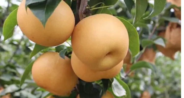 柱状梨有几个品种