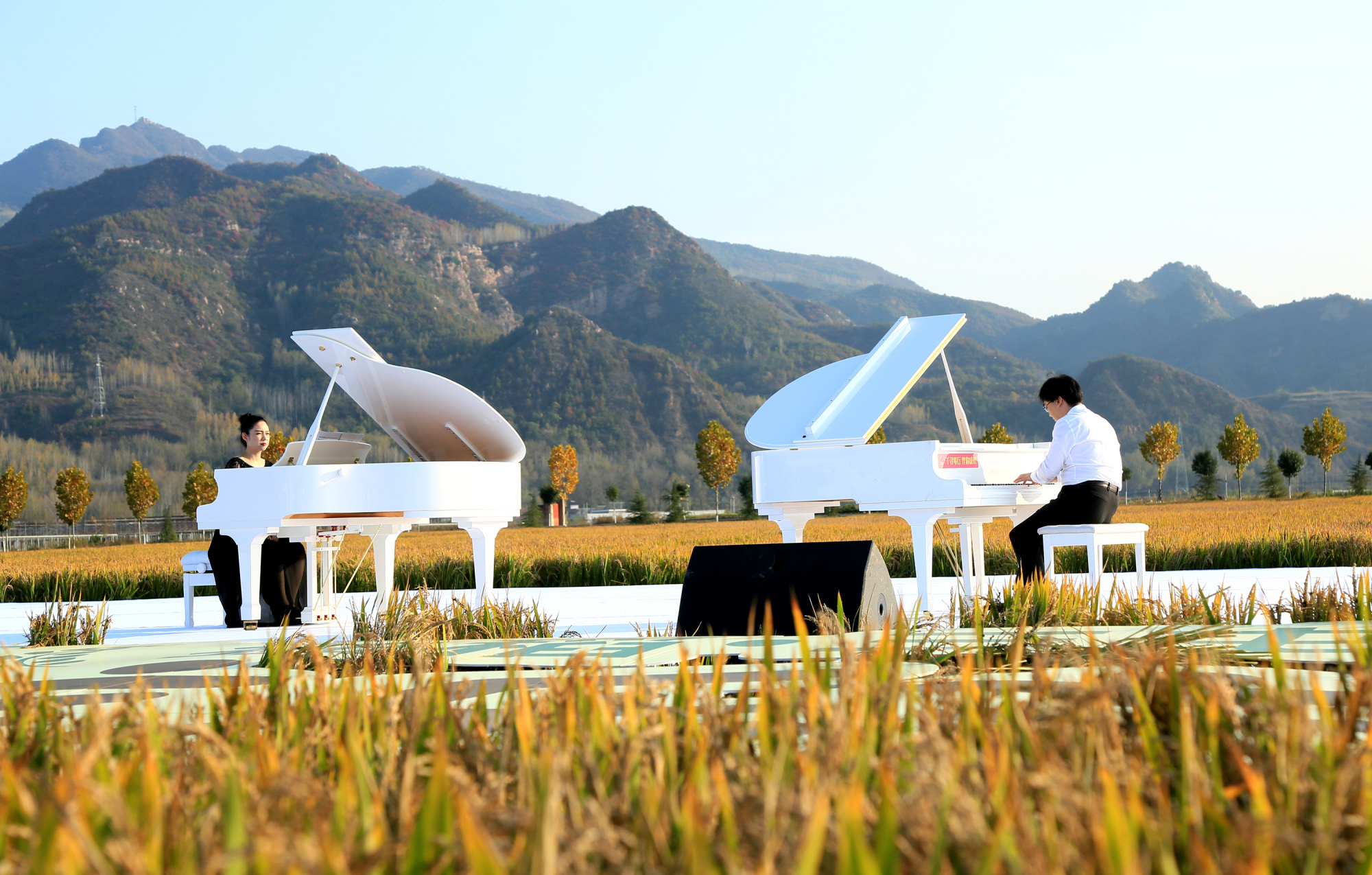 河南汝阳:稻田音乐节