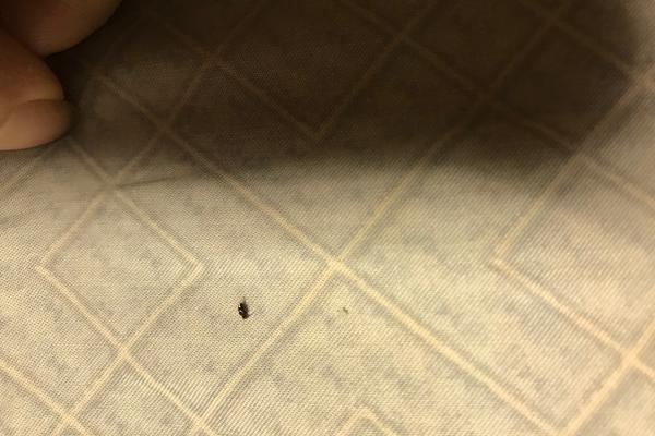 家中出现黑色硬壳小虫子,会飞!壳硬比较难按死!