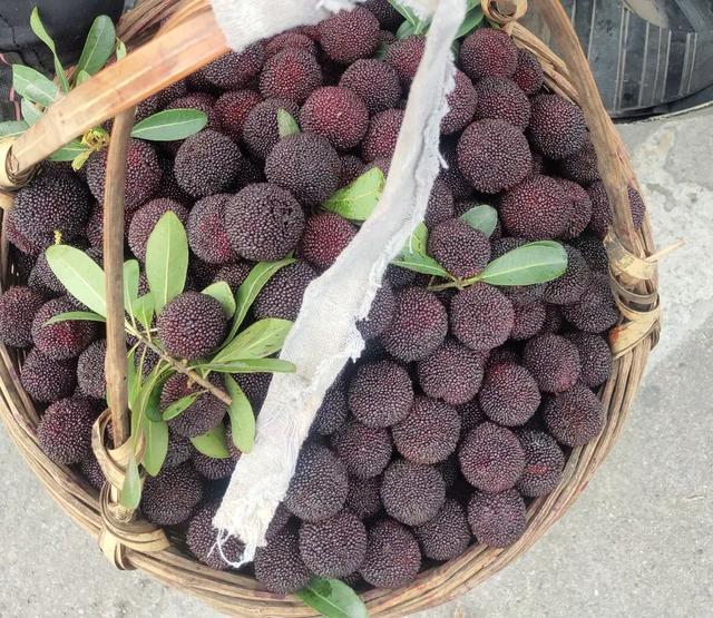 日啖杨梅三百颗,不辞长做仙居人