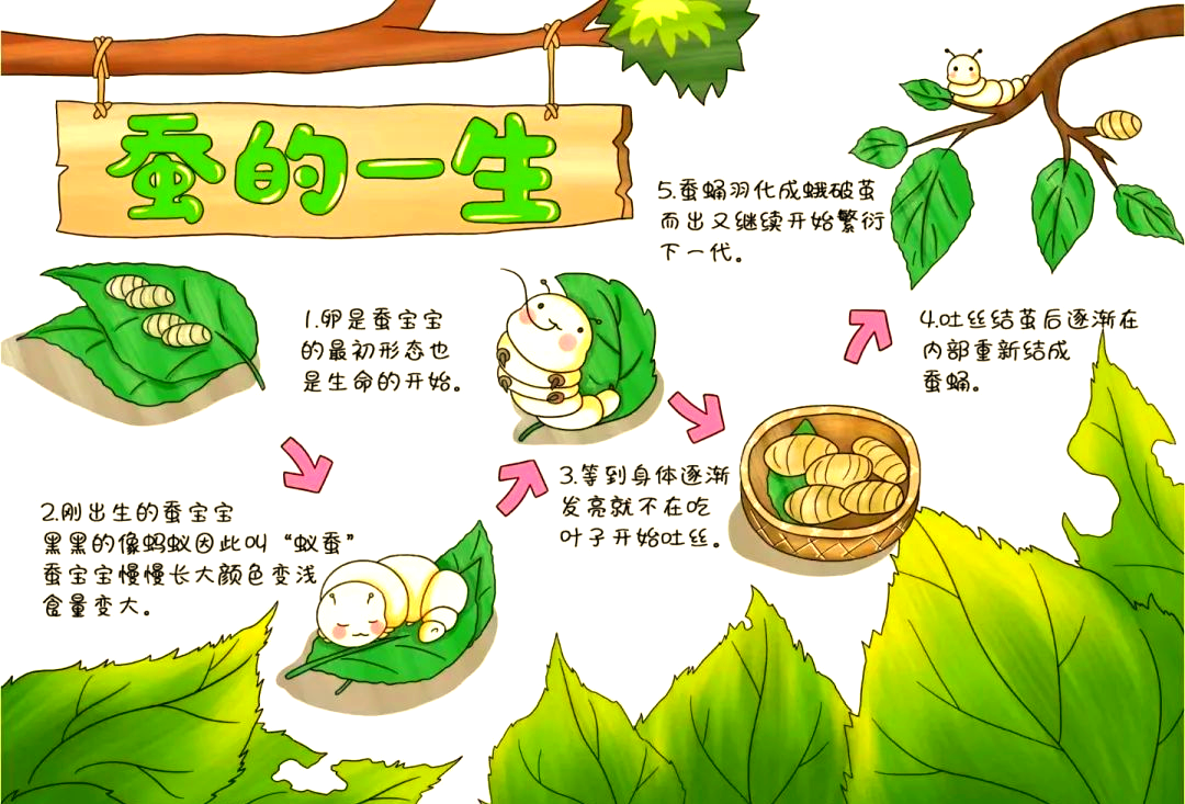 《蚕的一生》手抄报内容合集,值得收藏与参考