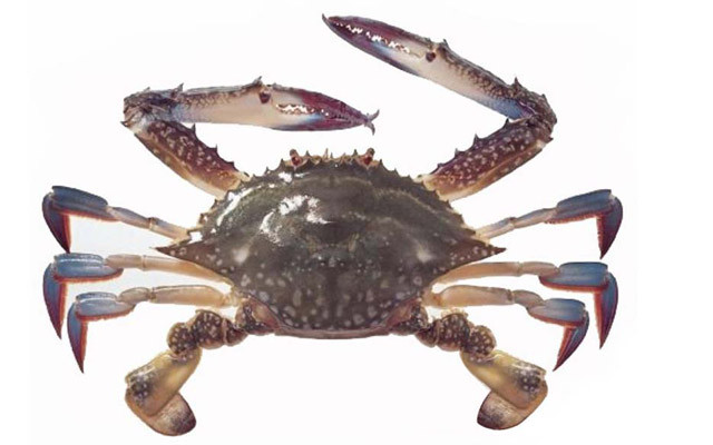 梭子蟹死了还能不能吃?