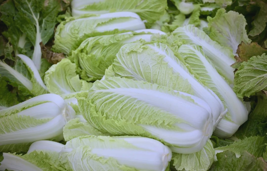 王庄镇大白菜丰收上市,绿色种植引领乡村振兴