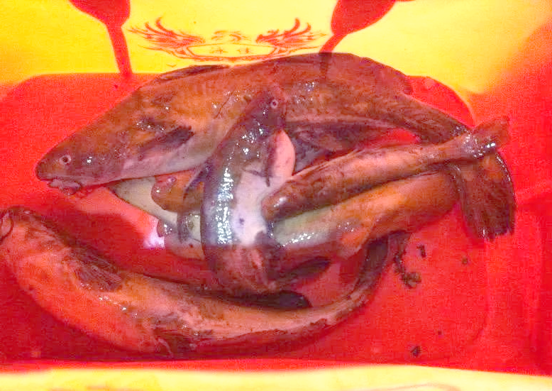 贵州角角鱼钓法与美味烹饪指南