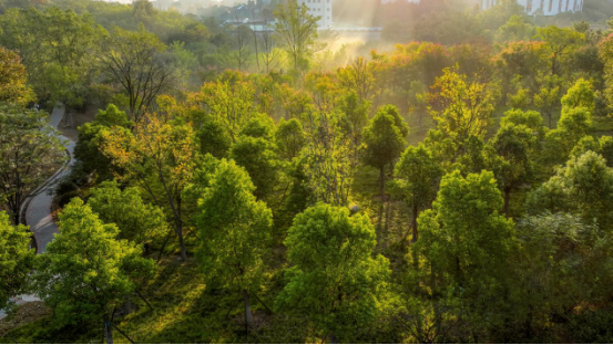 羊山森林植物园:信阳羊山新区中轴线上的新亮点