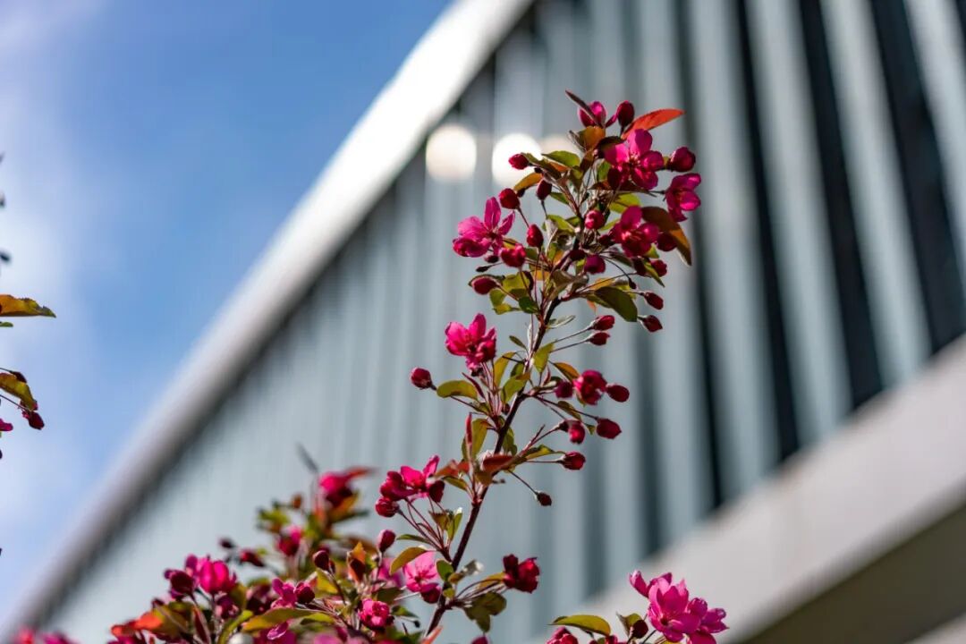 这是海棠吗? 杨鸿瑞.jpg