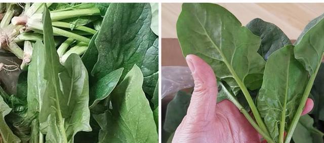 买菠菜时,圆叶和尖叶菠菜有啥区别?看完才明白差别,涨知识了