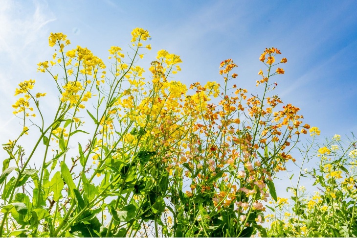 《金山如画油菜花打卡指南》出炉!浪漫大片等你来拍!
