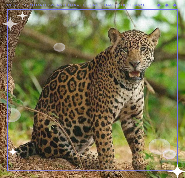 世界上仅次于狮子的猫科动物